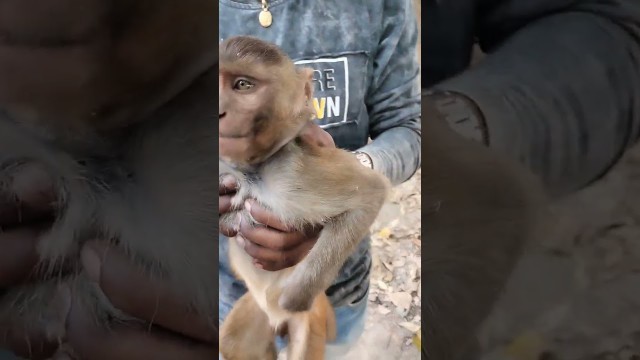 '#monkey #fuuny #shorts #viral video #fitness freak'