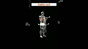 'Cable Curl Workout For Beginners'