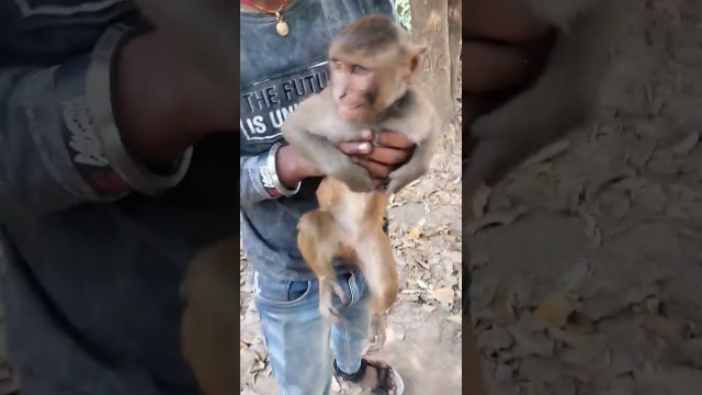 '#monkey funny #viral #shorts video #fitness freak'