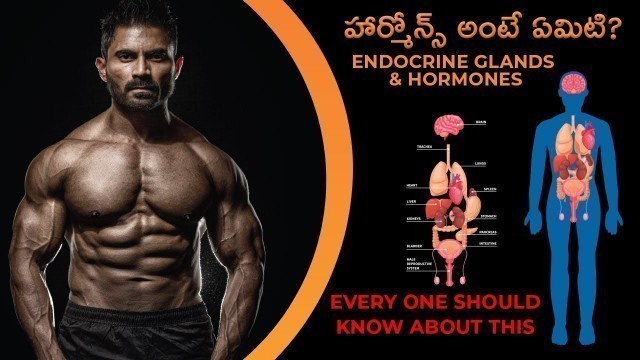 'హార్మోన్స్ అంటే ఏమిటి? || Endocrine Glands and Hormones || VENKAT FITNESS'