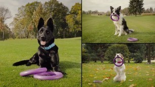 'PULLER - Dog Fitness Tool - Gioco interattivo per cani'