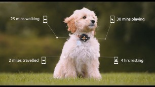 'PitPat 2 - Dog Activity Monitor & Fitness Tracker App - 2019'