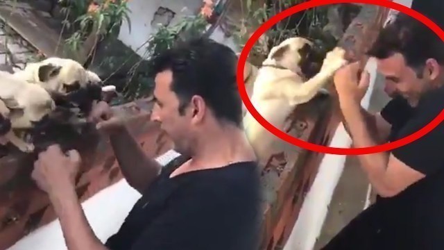 'Akshay Kumar\'s CUTE Boxing Workout With Little Pugs'