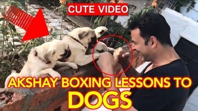 'Akshay Kumar BOXING with pugs | Akshay Kumar boxing video | Akshay boxing workout Video with pugs HD'